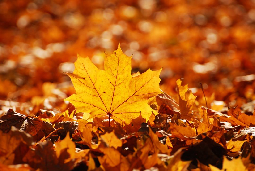 Herfst Specials