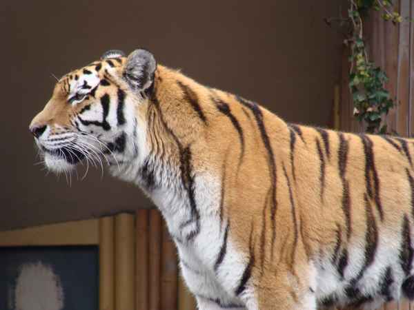 Hotels in Antwerpen met entreeticket voor de ZOO