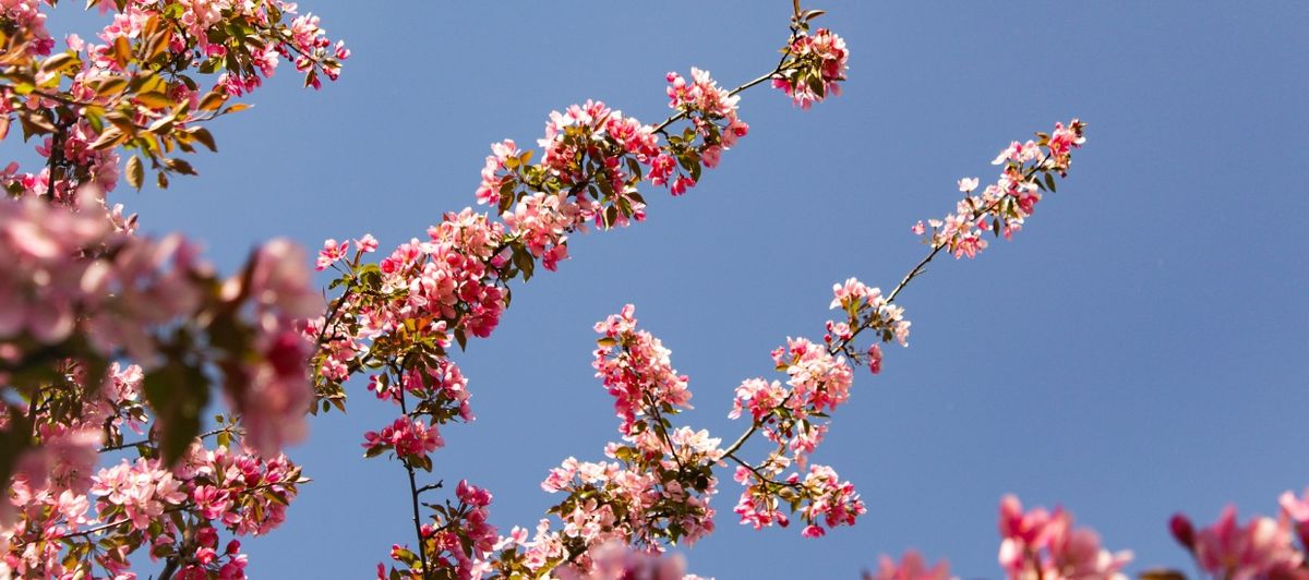 Lente Specials in Gelderland