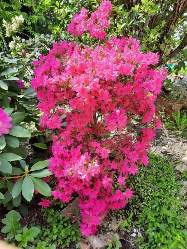 Algemeen