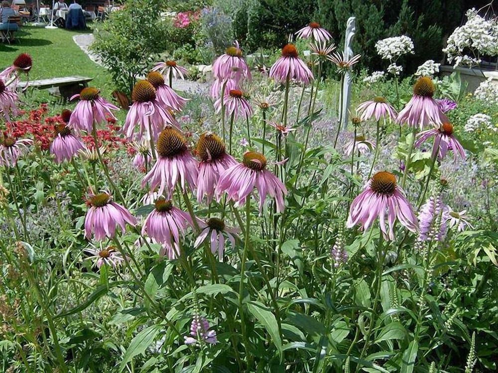 Algemeen